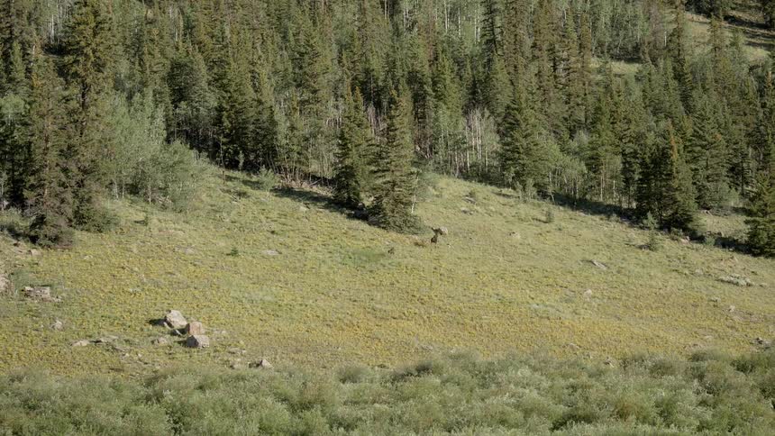Animals run across a grassy field