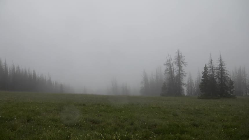 Mist floats over a field