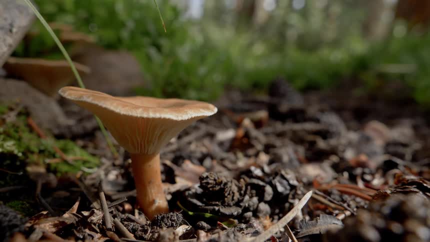A close up view of a fungus