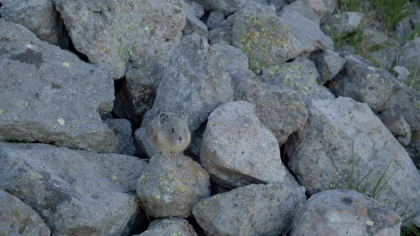 A small mammal hops nimbly on the tops of rocks