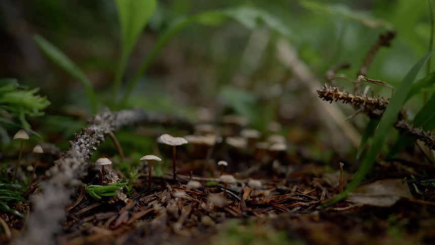 Mushrooms growing in the soil