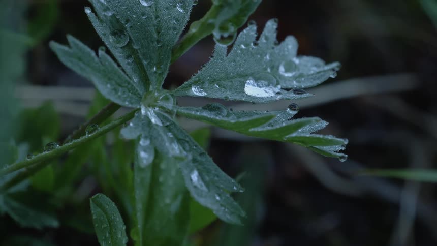 Beads of water on green leaves