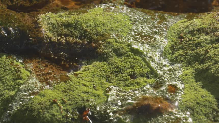 Water from a creek dribbles down a slope