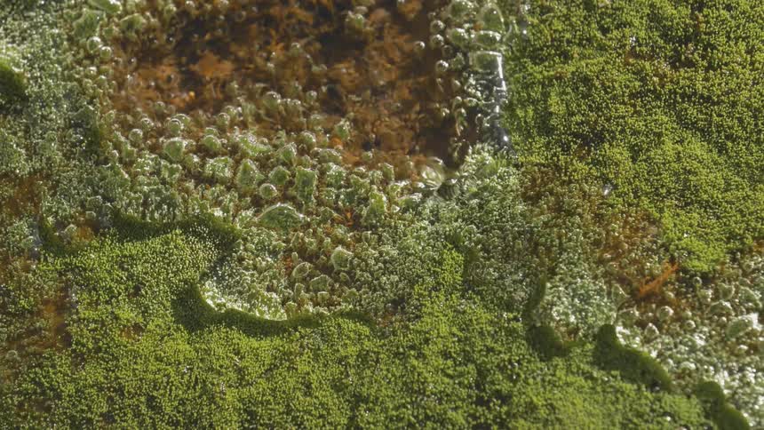A water on a green moss