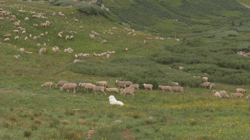 A herd of sheep graze a large open pasture