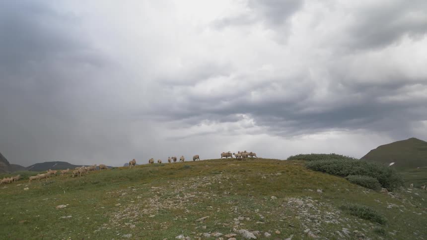A group of sheep grazing on a hill under a cloudy sky