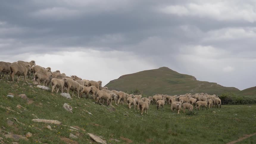 A herd of sheep walk down a hill