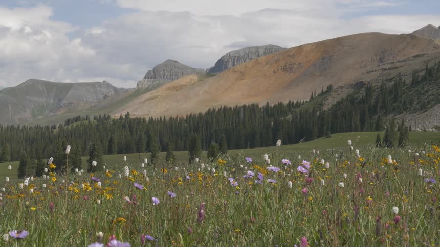 A static shot of a field with flowers