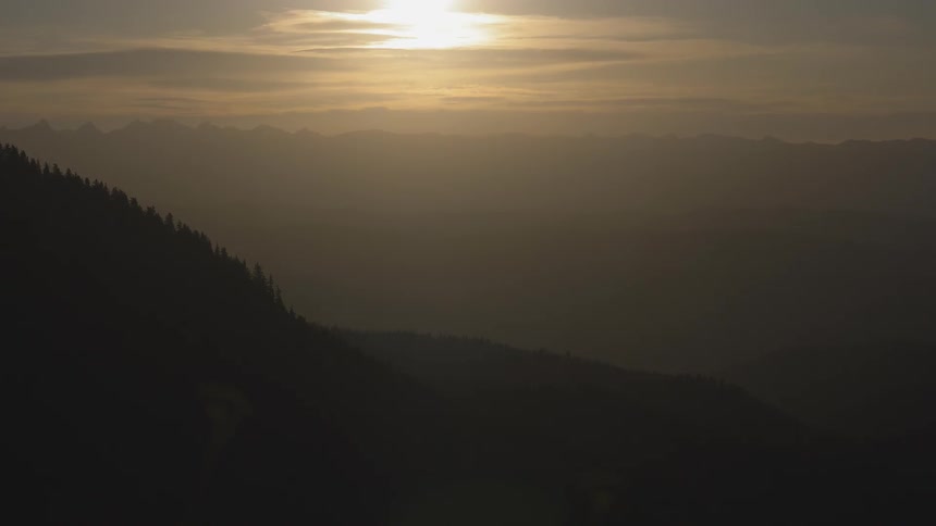 A static shot of a forest at dusk