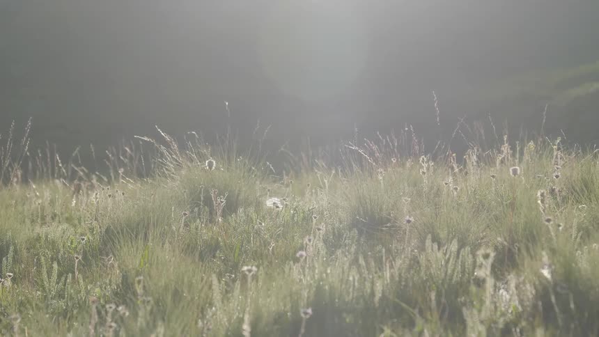 Weeds and grass growing in a field