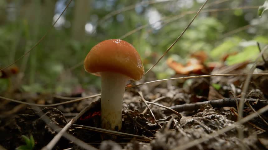 A close up view of mushroom at forest