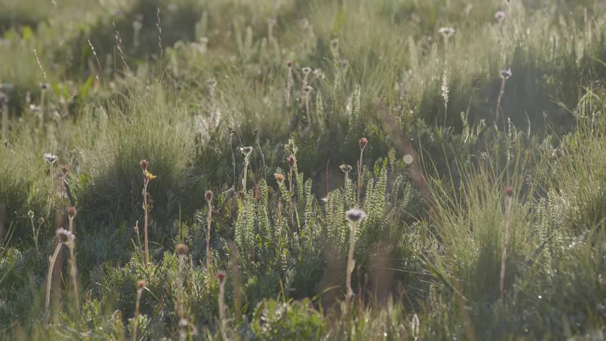 Wild flowers growing on tall grass