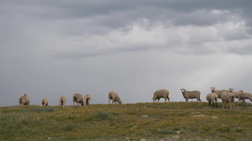 Sheep graze in a pasture