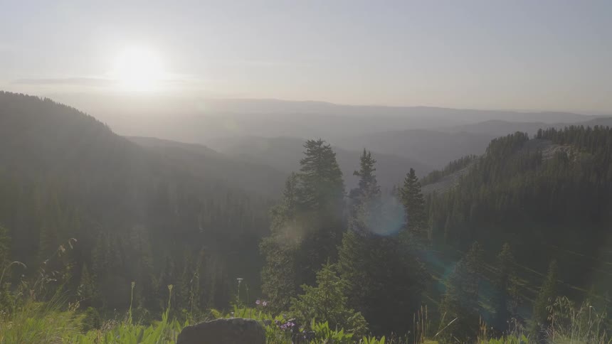 An aerial view of a forest