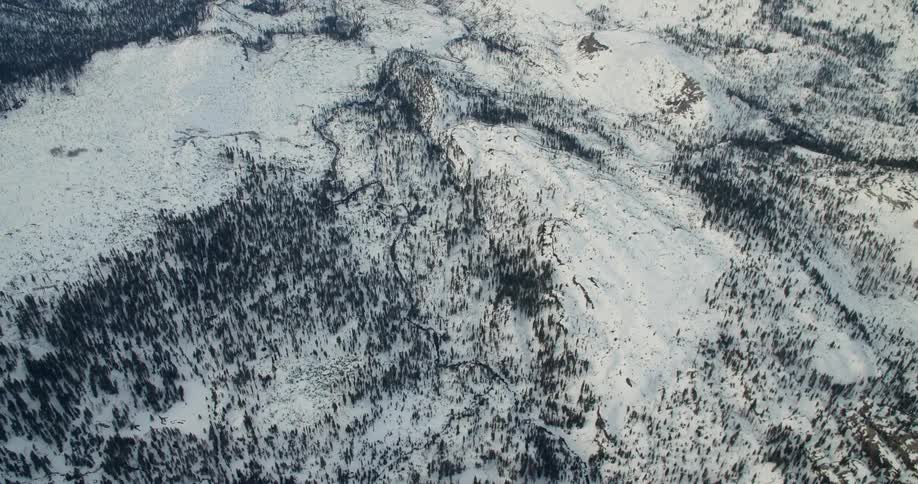 Aerial view of a snow covered forest