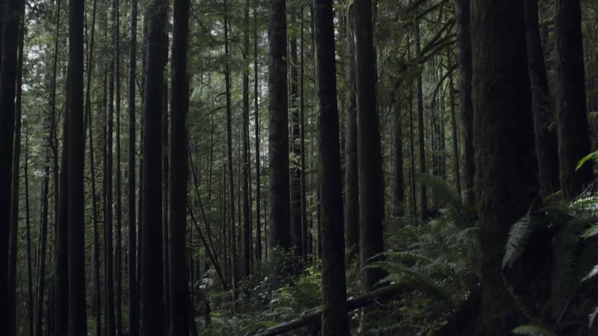 A forest of tall, thin trees