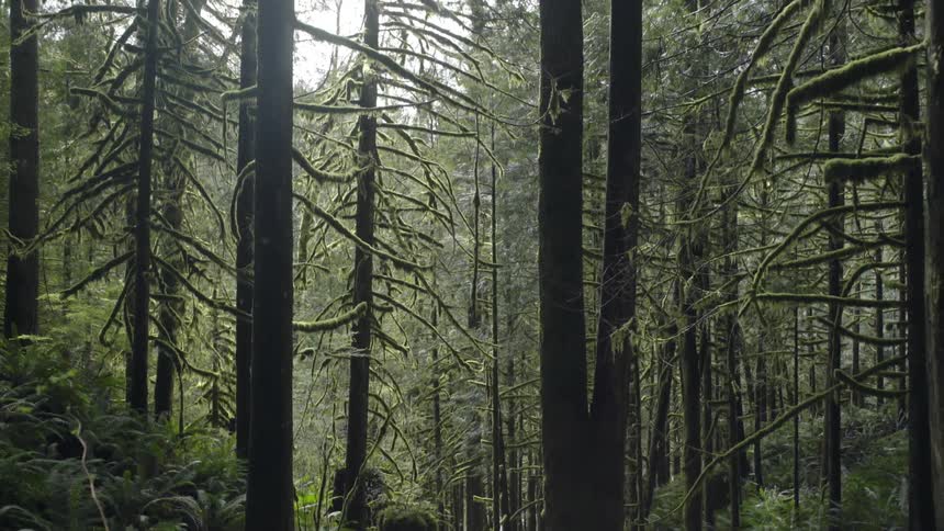 A large dense forest on a sunny day