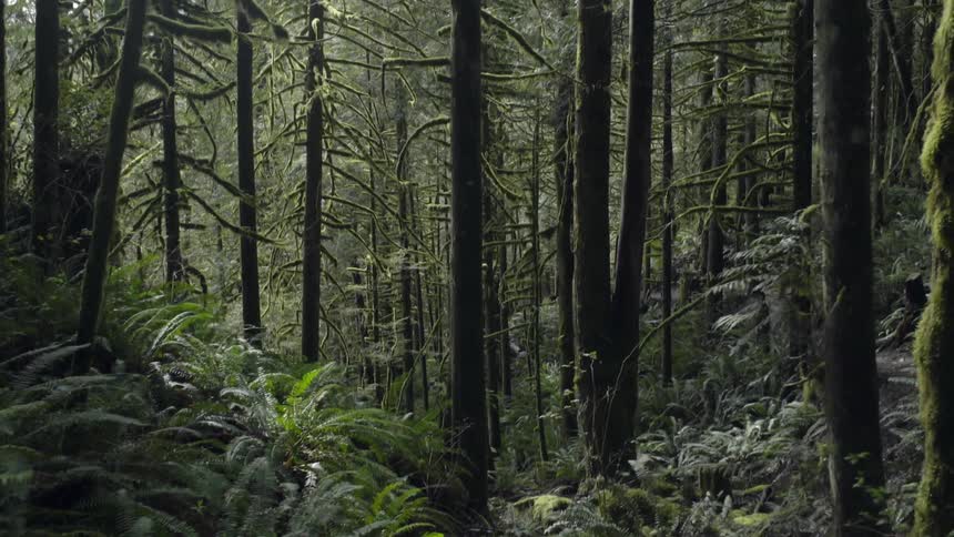 A green, leafy forest