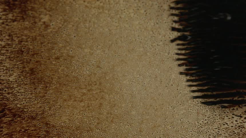 Tendrils of black wiggle and spread across the surface