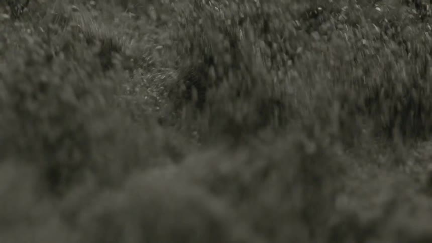 Black sand shaking