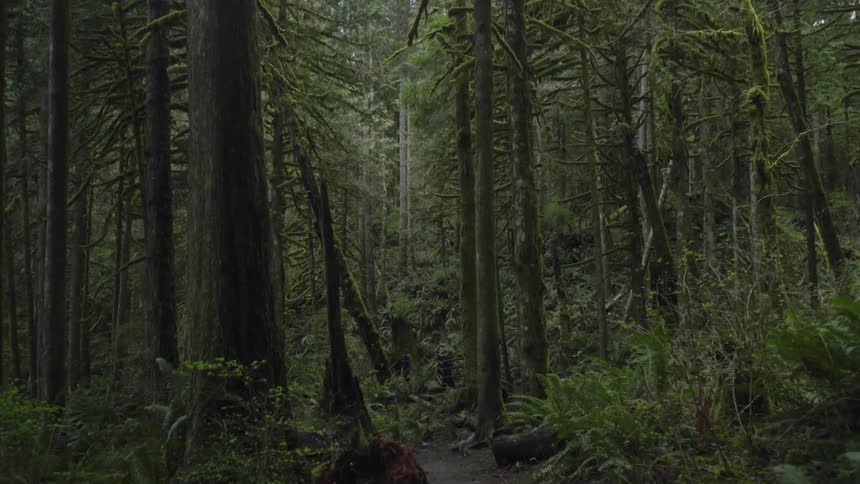 Trees grow in the woods