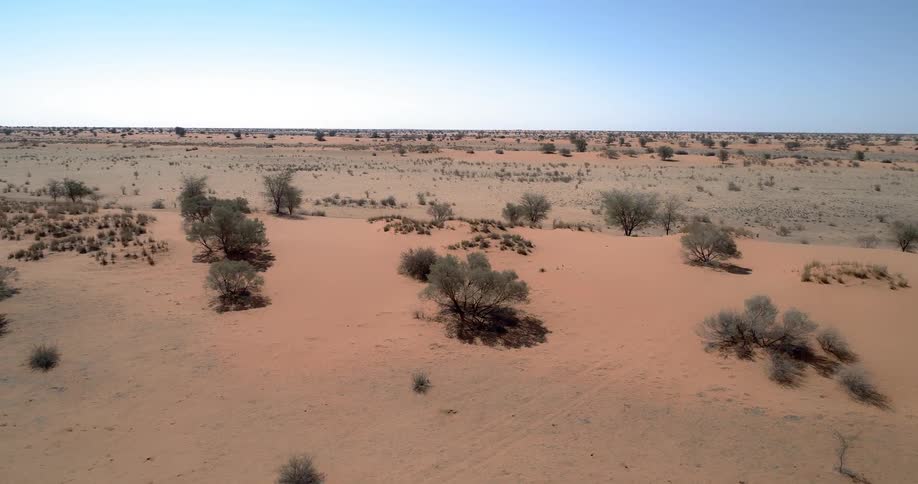 Aerial of small trees and plant life in the desert