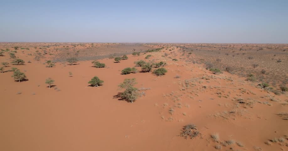 Clumps of trees are separated by spans of red sand