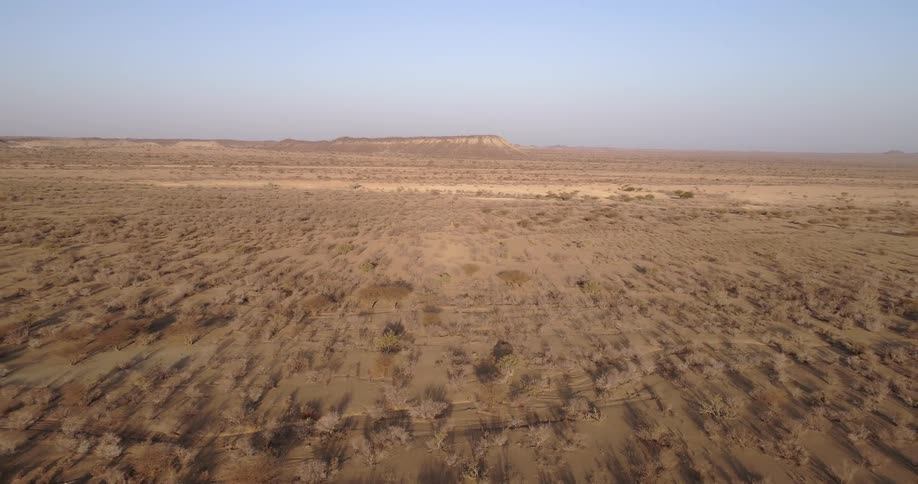 The field is long and full of bushes