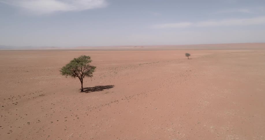 An aerial view of two trees growing in a sandy desert