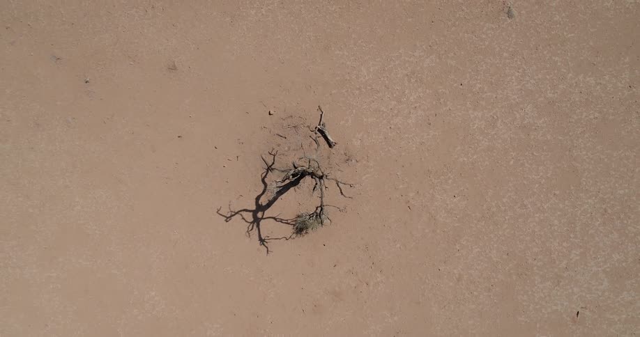 The barren tree sits in the middle of the desert