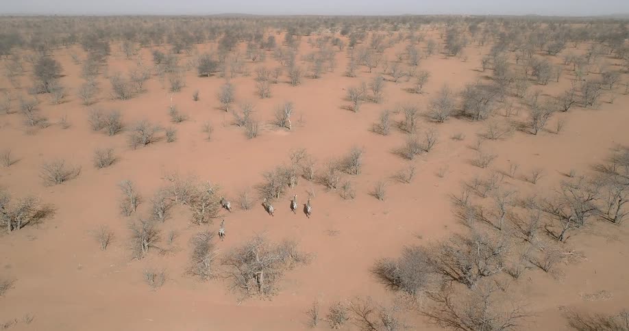 A pack of zebra run through a field