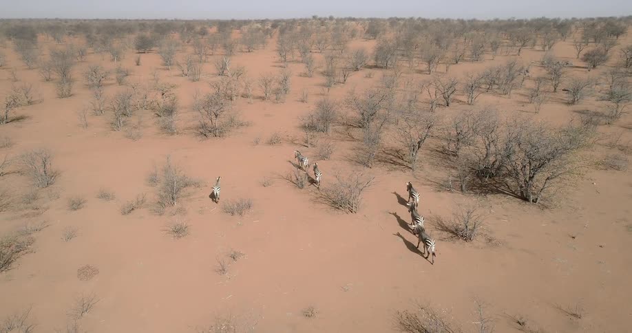 A herd of zebra walk through a dirt terrain