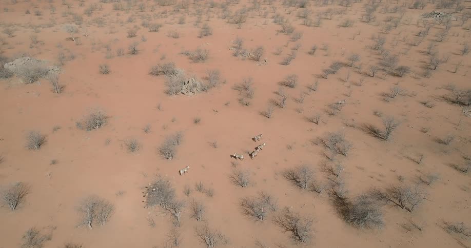 Zebra group walk along the barren red desert