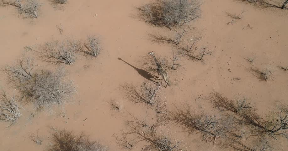 A giraffe walks through the desert