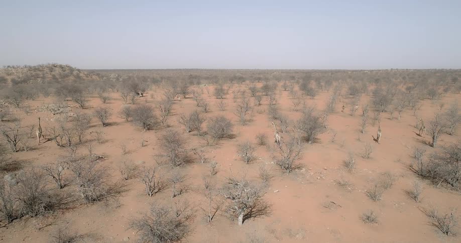 Giraffes run across a sandy desert
