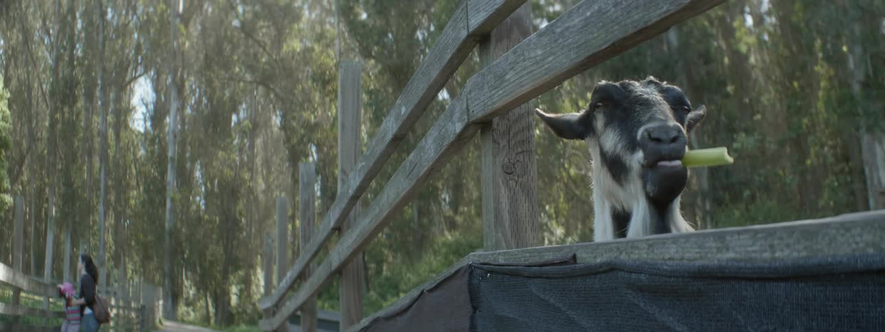 A little girls fed a piece of celery to a goat