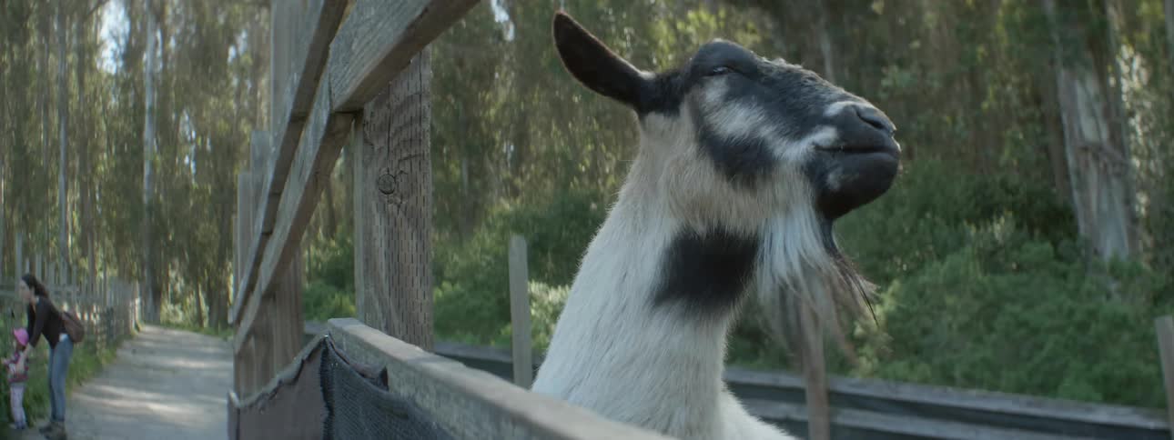 Goat eating behind a fence outdoors in a park reserve