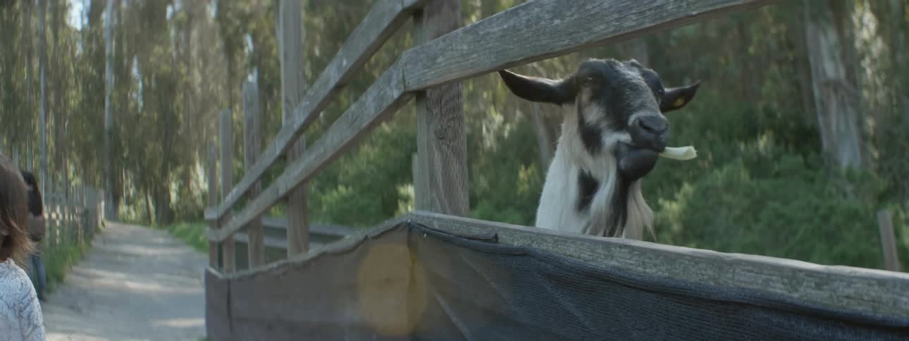 A small child feeds a stalk of celery to a goat in a pen