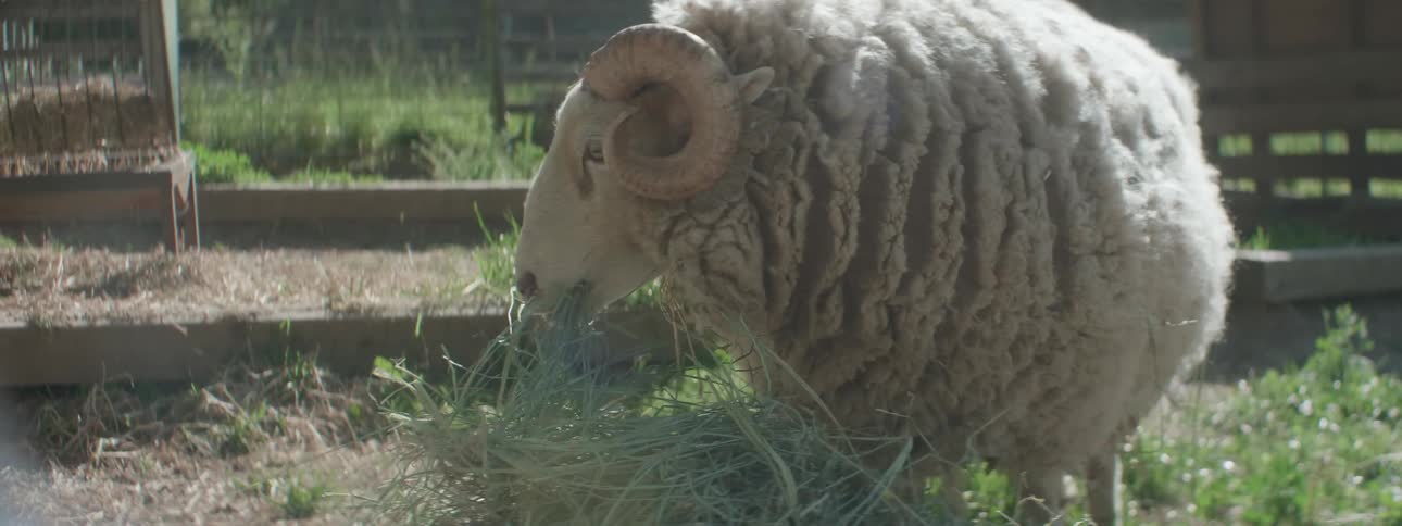 A ram grazes on some hay