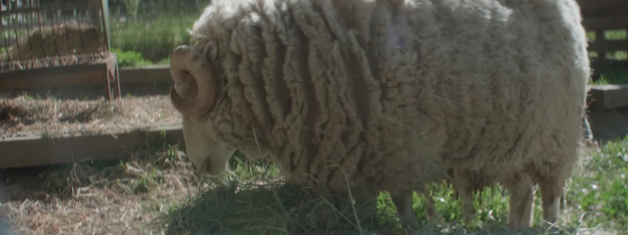 A sheep eats hay