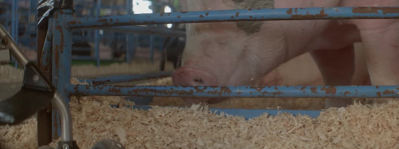 A pig eats the metal of the pen