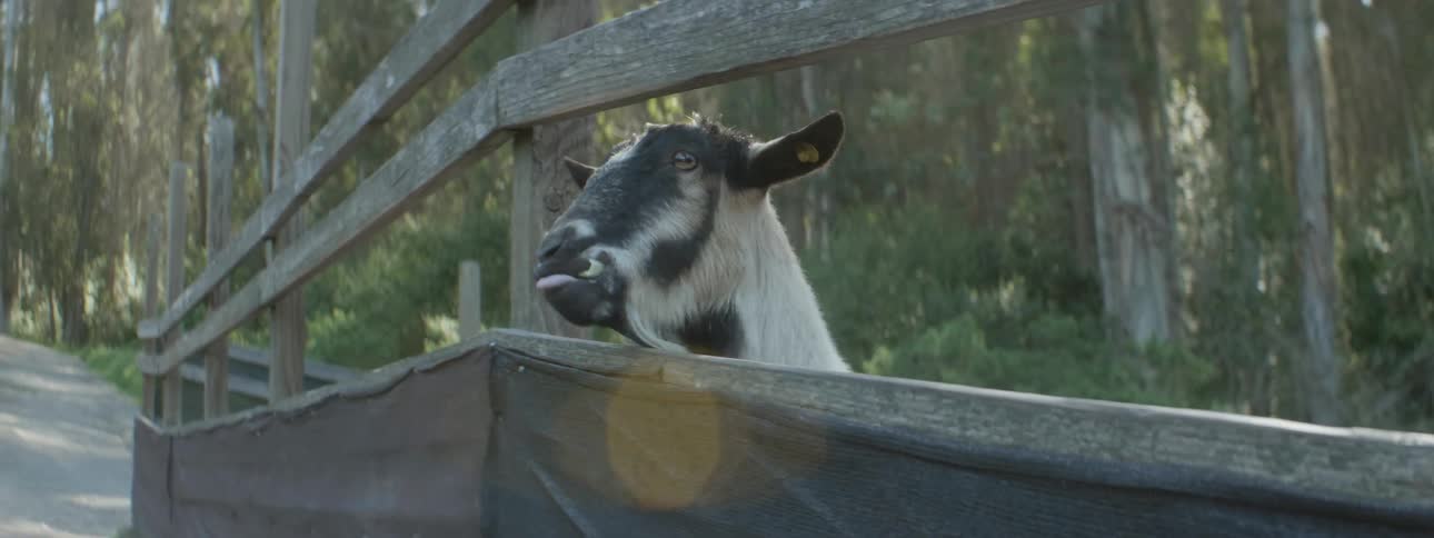 A kid feed a goat