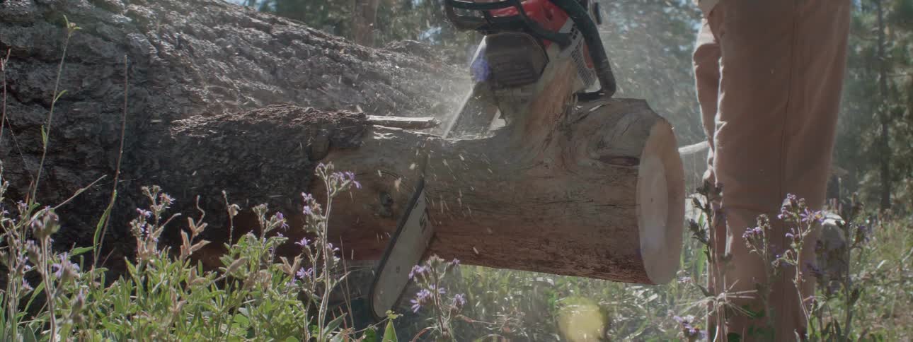 A person is sawing a tree