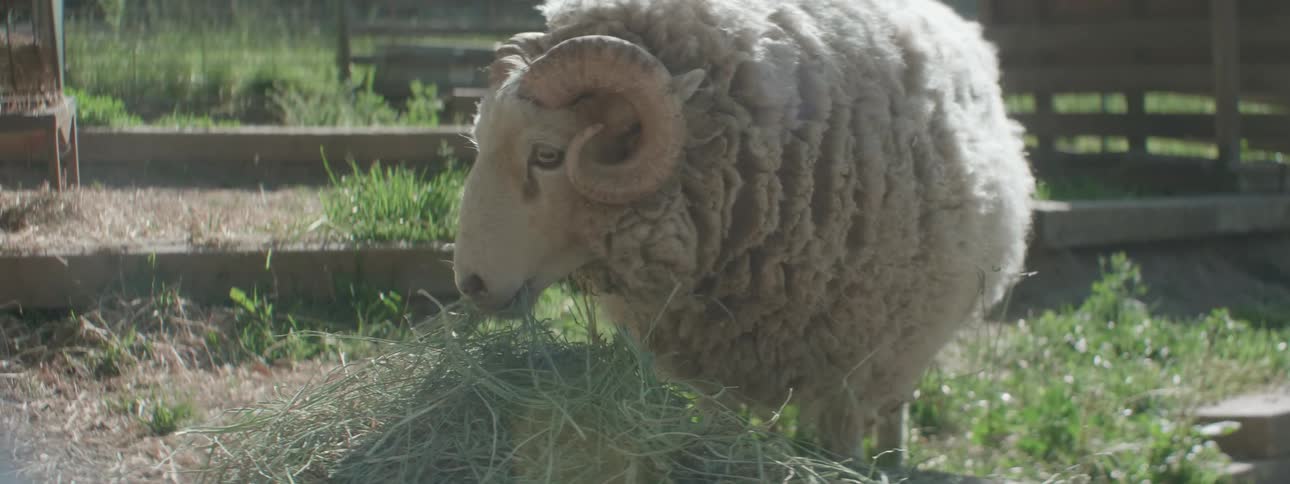 Sheep grazing on the farm during the day
