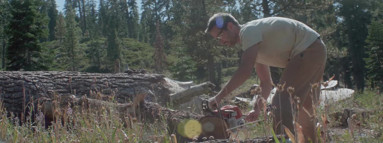 Man cuts a thick branch from a tree that is lying on the in the grass ground near the woods with a chainsaw