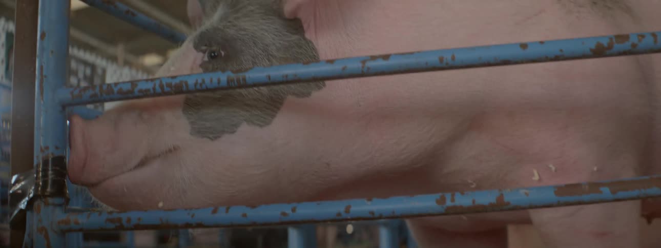 A large pig sniff around at the ground in its enclosure and curiously bites on the metal bars around it