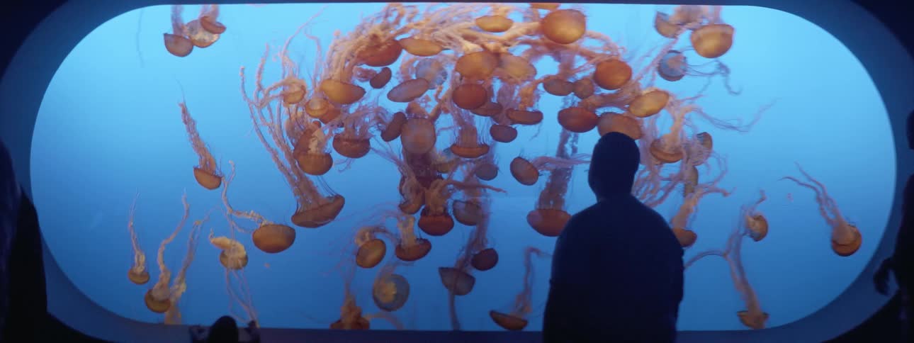 People photographing and walking passed an aquarium full of jellyfish