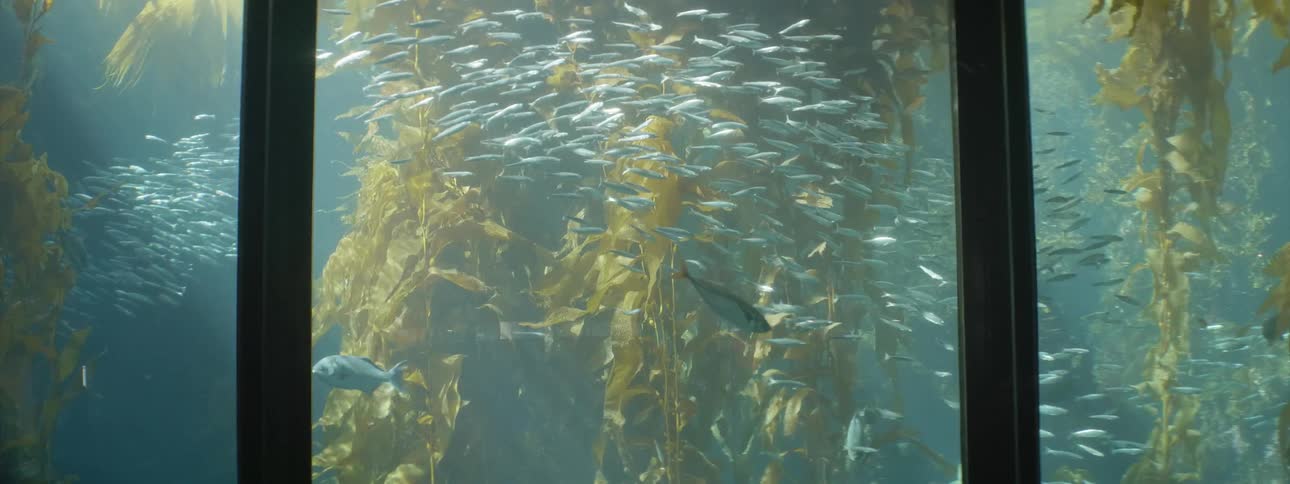 Fish swim in a large aquarium