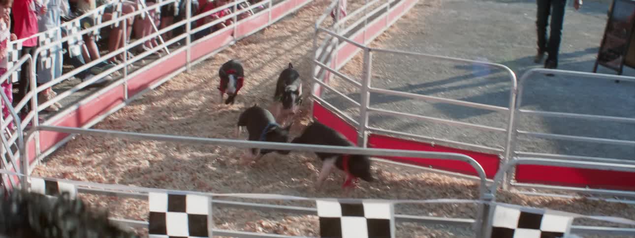 A crowd cheers as pigs race in a pen