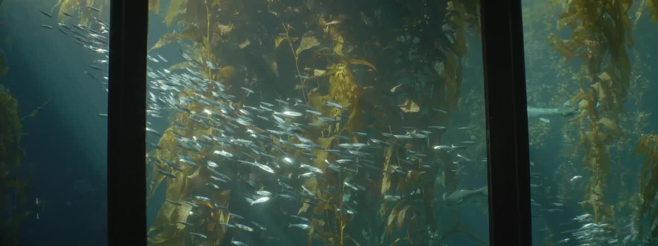 School of fish swim past shark and kelp in large aquarium